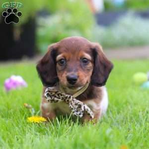 Tony, Dachshund Puppy